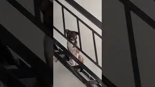 May Adopted Aspin dog/SimplyShie
