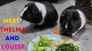 Guinea pig eating contests!
