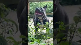 American bully muscletone bully #muscletone #americanbully #pitbull #dog