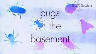 Bugs In The Basement - Hylotrupes Bajulus aka The Old House Borer