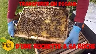 Tuto: Comment transf&eacute;rer un essaim d'abeilles achet&eacute; dans sa ruche
