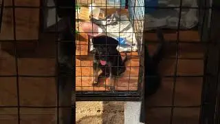 Shadow #dogshorts #gsds #vairalvideo #video