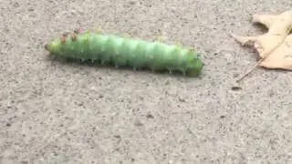 A big fat caterpillar 8.20.2016