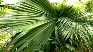 General Biology. non-frost resistant plants