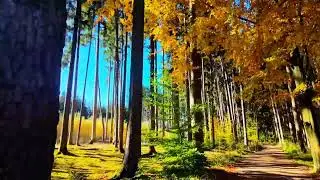 Goldener Oktober 2025