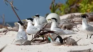 Protecting the Environment of the British Indian Ocean Territory