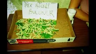 Raspa - Burçak Tarlası