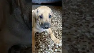 Why is this street puppy crying ?