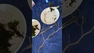 75g moss tree 1