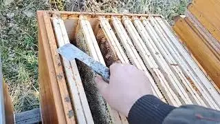 Kontrola včel, ploduj&iacute;, d&aacute;m těsto.