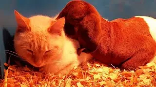 The Most Adorable Baby Goat and Farm Cat Snuggle || ViralHog