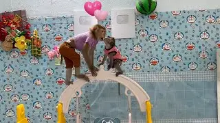 Monkey Sam and Baby Bob's love from above