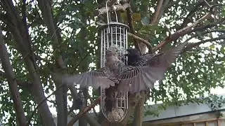 Starling birds are RSPB red listed as their numbers have declined dramatically!