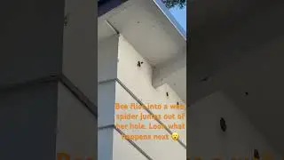 Badler&rsquo;s Super Short Nature Doc: 🕷️ vs 🐝 #backyardscience