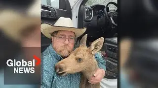 BC man reportedly fired for rescuing moose calf in work truck