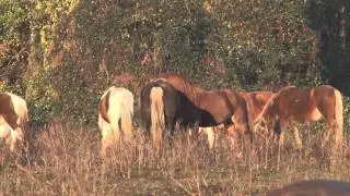 A Herd of 