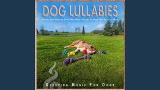Music for Dog Anxiety