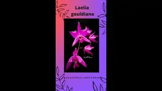Laelia gouldiana Rchb.f 1888