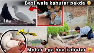 Shiva ne Pakda Bazi wala kabutar 🤑 || Panch ( 5 ) Din Hogye pakdte Pakdte 😮 || 