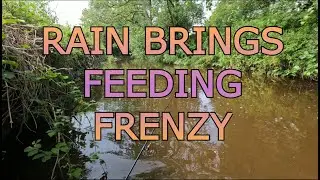Rainstorm Rush: Upstream Secrets & Wild Trout! (Part 2 of 2)