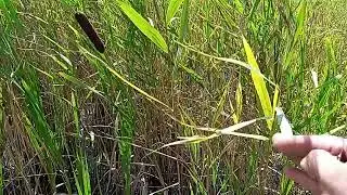 КАМЫШ  И  РОГОЗ...