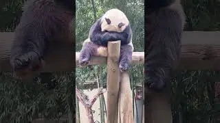 Panda 🐼 Every time I see pandas, I feel better #fyp #funny #panda #cute #pandas #pandababy #foryou