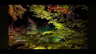 祇園カポタストライブ映像　2025年１２月２６日（金）　鹿王院ろく（おういん）　ライトアップ　かきつばたきよし