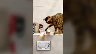 Naughty Cat Knocks Over Things - Funny Cat Videos 🐾