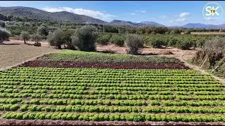 Från odlaren direkt till kunden 🍅🥬🥑🧅