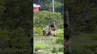 Chickens Being Chickens 🐔🌾| Vietnam Farm Reality