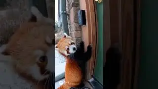 Red Panda Doorbell Shenanigans!