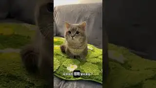 Kitty Kingdom Clip #reels 669