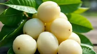 White Njaval fruit #fruit #tree #gardening #sweet #shortvideo #white