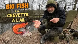 Crevette, Ail & Épices, un Trio magique pour attirer du Big Fish !? | Pêche au feeder en rivière
