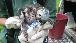Hyacinth Macaw chick being monitored