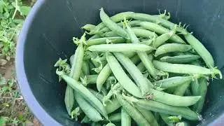 Green pea Harvesting Vlog (मटर का पहला तोड़ाई) 