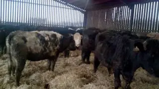 Kivells Suckler Herd Dispersal 03.02.16