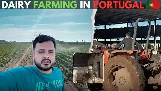 Dairy Farming in Vendas Novas Town, Portugal 🇵🇹