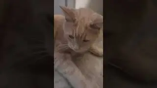 Adorable Cat Swat! #shorts  🐈🐱🦁