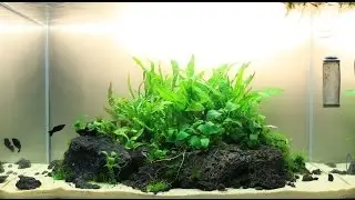 31. Aranżacja na podłożu aktywnym, bez CO2 | Start | 60x35x35h | Część 1/5 | 74L