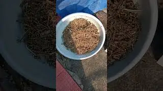 The most miraculous toothpaste ever अब तक का सबसे अद्भुत दन्तमंजन - ३२ योगिनीप्रहरीदन्तौषधि