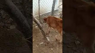Having fun time#comedy#funny video #youtubeshorts