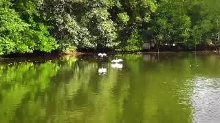 Egrets! Surprised to See Them at Papakits