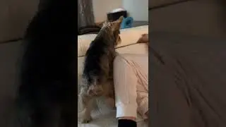 Schnorkie Dog Javi Demands Me To Open It
