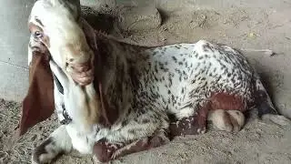 Beautiful Balochi mountain goat, Chinese cobra worth five hundred thousand rupees500000