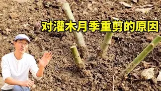 在什么情况下，要对灌木月季进行重剪？#gardening #rose #pruning