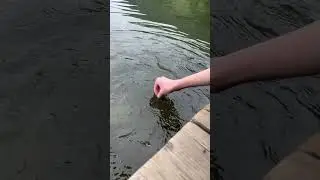 Feeding Fish in a Volcano Crater Lake #guatemala #ipala  #volcano #craterlake #feedingfish