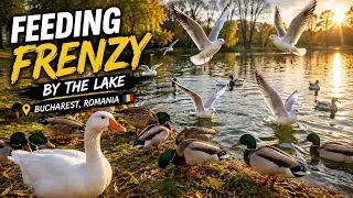 Bird Chaos in the Park 🐦💨 | A Real Wildlife Moment