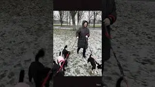 Mum vs 4 dogs&hellip; race start 😂❄️