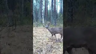 Mets&auml;kauris